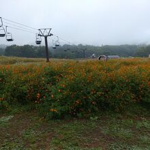 黒姫高原コスモス園