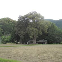 東椎屋のイチイガシ
