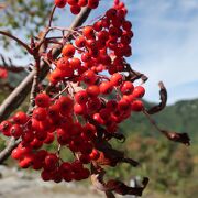 ナナカマドの実が赤く熟していました。