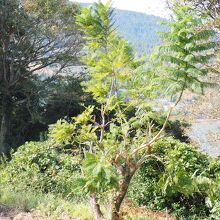 ジャガランダの木