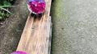 アジサイボール