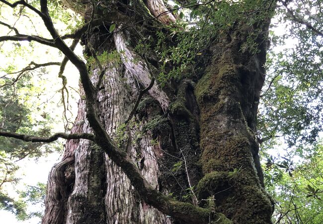 樹齢３０００年の杉は圧巻の迫力