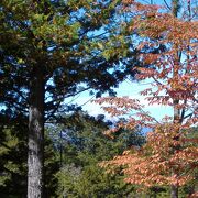 樹齢３００年以上の天然木曽ヒノキが林立している１６００年代の半ばから管理されている日本三大美林の一つ。