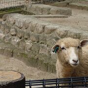 五月山動物園にいってきました。