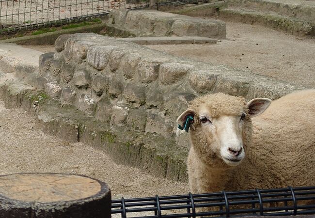 五月山動物園にいってきました。
