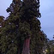 千年杉は国の天然記念物
