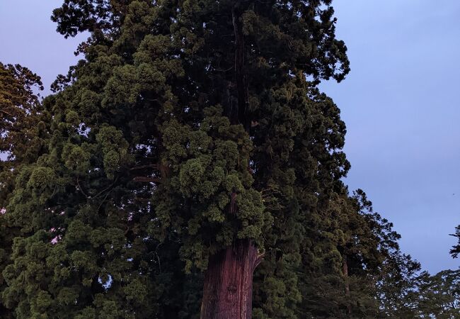 千年杉は国の天然記念物