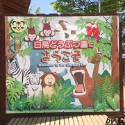 ホワイトタイガー推しの動物園ですが...。