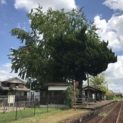 北条鉄道網引駅：駅前に大きなイチョウの木、北条線列車脱線転覆事故殉難の地