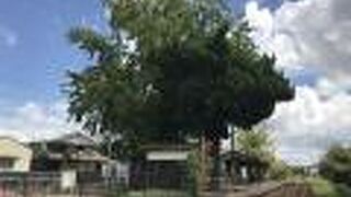 北条鉄道網引駅：駅前に大きなイチョウの木、北条線列車脱線転覆事故殉難の地