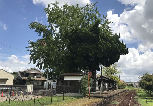 北条鉄道網引駅：駅前に大きなイチョウの木、北条線列車脱線転覆事故殉難の地