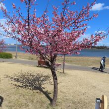 佐鳴湖公園の河津桜