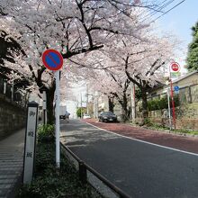 桜並木の御殿坂