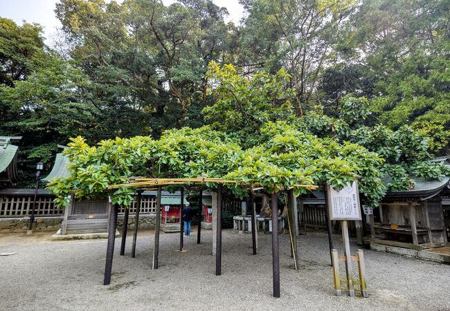 宗像大社 辺津宮 クチコミ アクセス 営業時間 宗像 古賀 フォートラベル