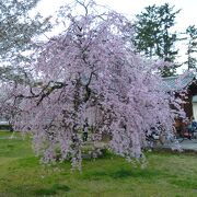 瀬田川洗堰の近くで、桜のきれいな公園