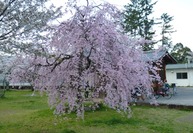 瀬田川洗堰の近くで、桜のきれいな公園