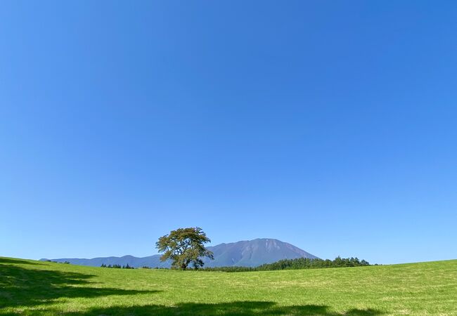 青空とのコントラストが綺麗でした