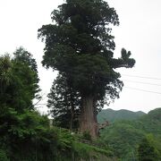 大きい杉です