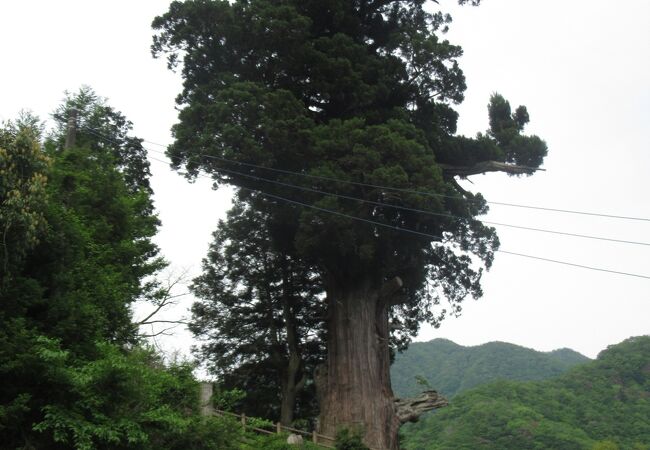 大きい杉です
