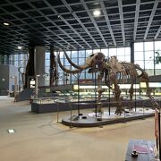 子供も大人も楽しめる博物館、兵庫で発掘された恐竜の化石も興味深いです。