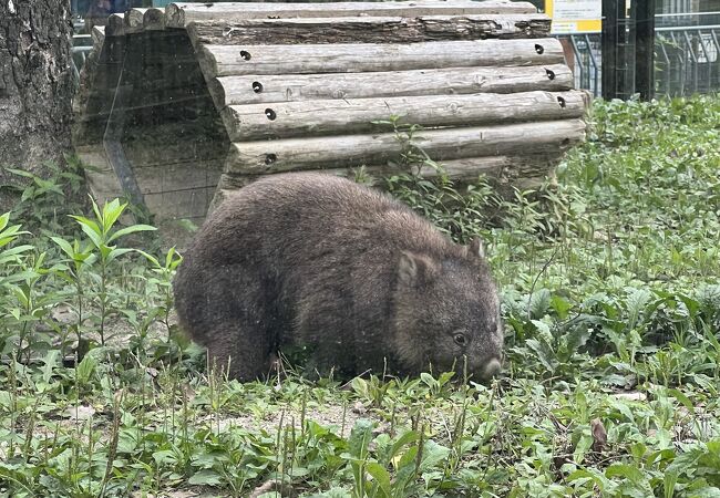 無料で小規模ですが、ウォンバットなどの人気物が多数