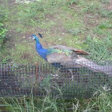 大島動物園