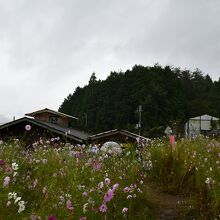 見頃の花