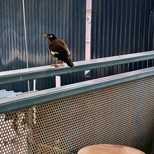 こういう鳥を見ると、自分が南国にいる事を思い出す...