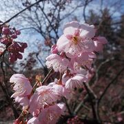 2月末に咲いている桜もある