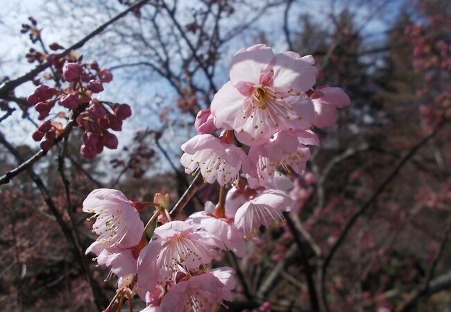 2月末に咲いている桜もある