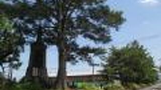 本馬場通りに沿って、松並木がありました。