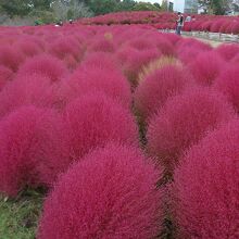 コキア・ヒルの真紅に染まったコキア