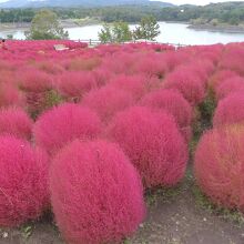 コキアヒルから見下ろした池風景