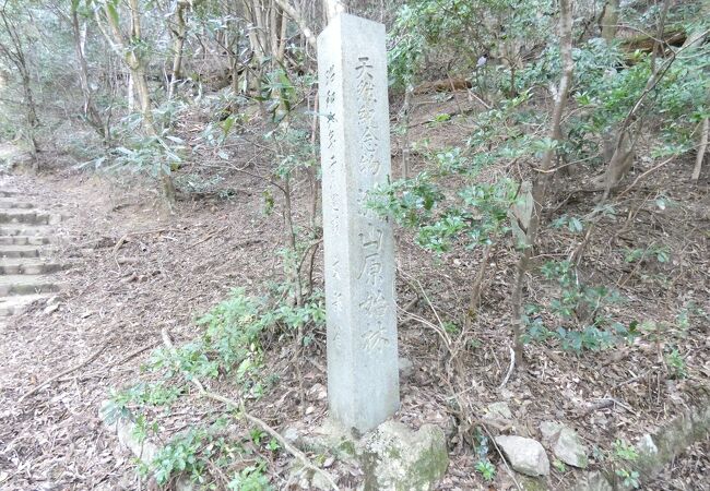 弥山の原始林を登山した