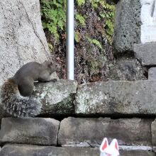 稲荷神社のリス