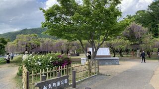 藤の種類の多さは日本一