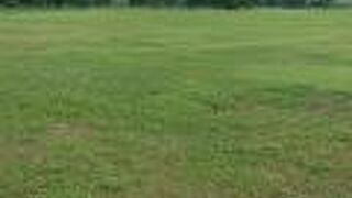 豊田大橋付近の、緑豊かな河川敷の