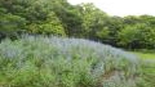 超、孤独好きな蝶でした。