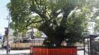 祠を大きなクスノキが守っている