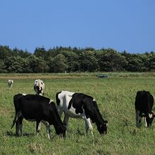 エサヌカ原生花園