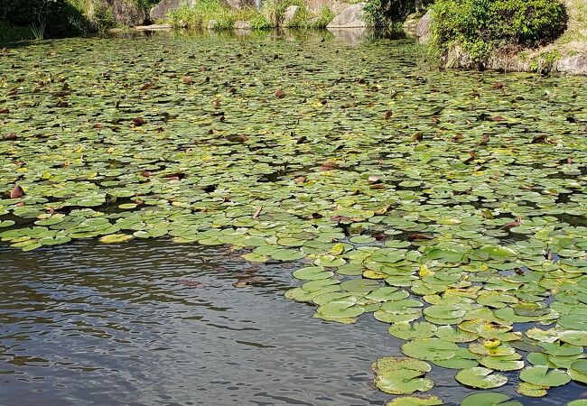 金立公園