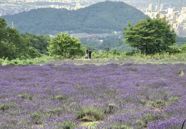 札幌でもラベンダー畑を体感できますよ！