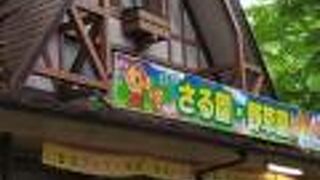 すぐ目の前で色々な猿を見ることができる