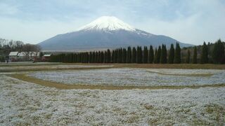 4月の花の都公園は花がきれいでした