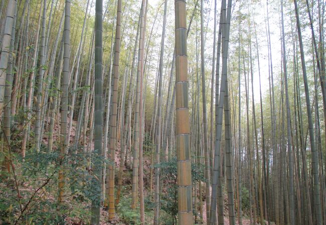 ② 金明孟宗竹 珍しいです