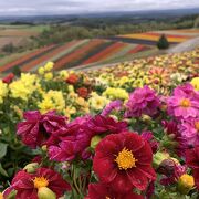 秋口は色とりどりの花がたくさん