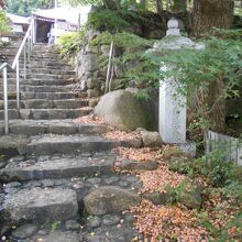 ギンナンがたくさん落ちています。