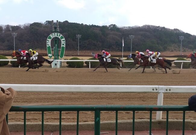 とてものどかな競馬場