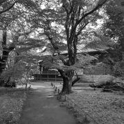 小諸駅のすぐ近くにある、有名な城址公園。いつきても絵になる風景ばかりです。