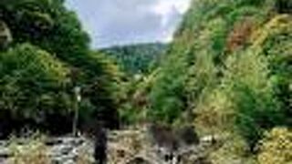 紅葉はまだ早かったなぁ～